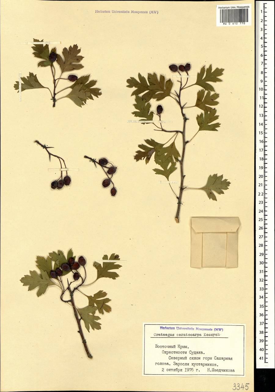 Crataegus ceratocarpa Kossych, Crimea (KRYM) (Russia)