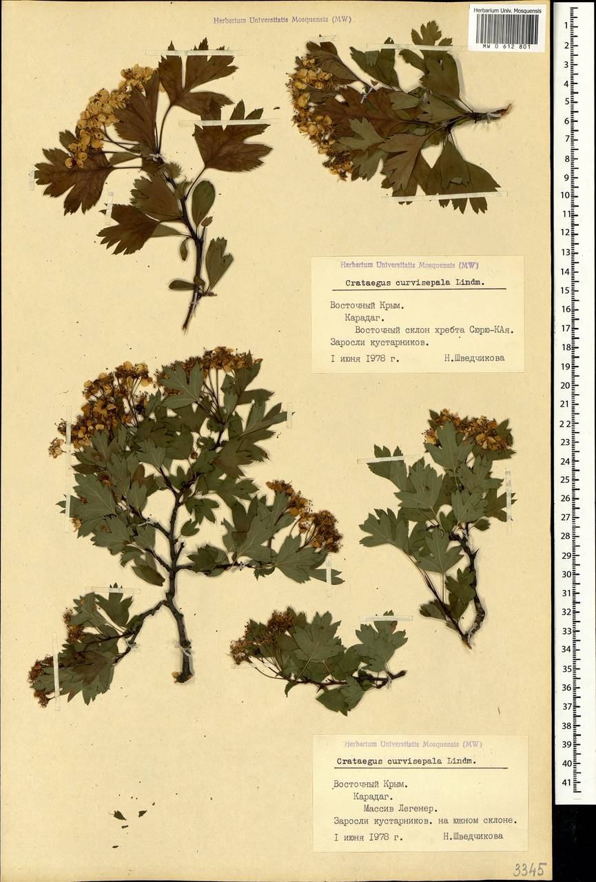 Crataegus praemonticola Holub, Crimea (KRYM) (Russia)