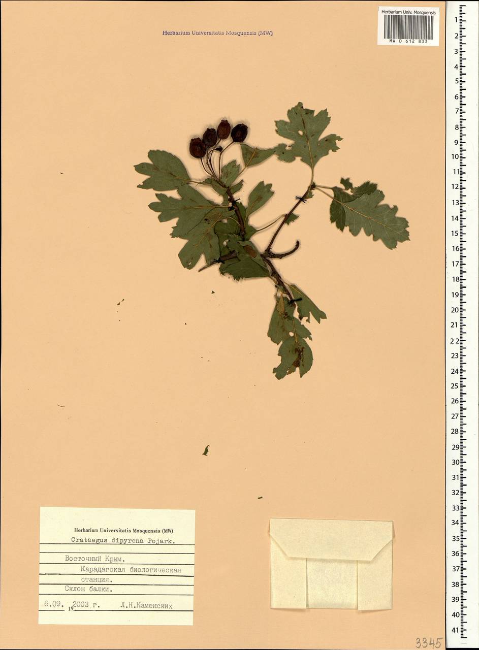 Crataegus × rubrinervis Lange, Crimea (KRYM) (Russia)