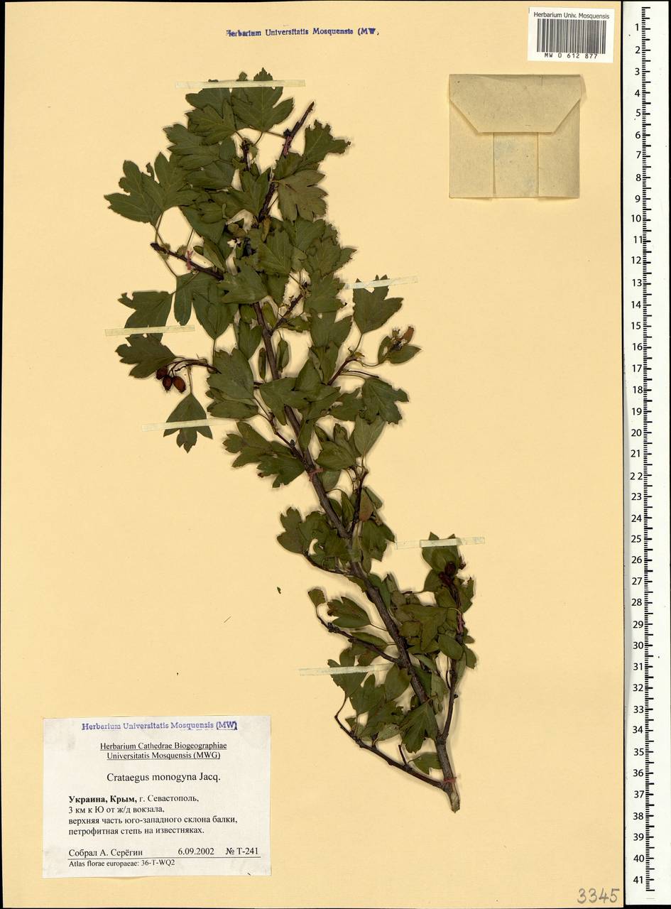 Crataegus monogyna Jacq., Crimea (KRYM) (Russia)