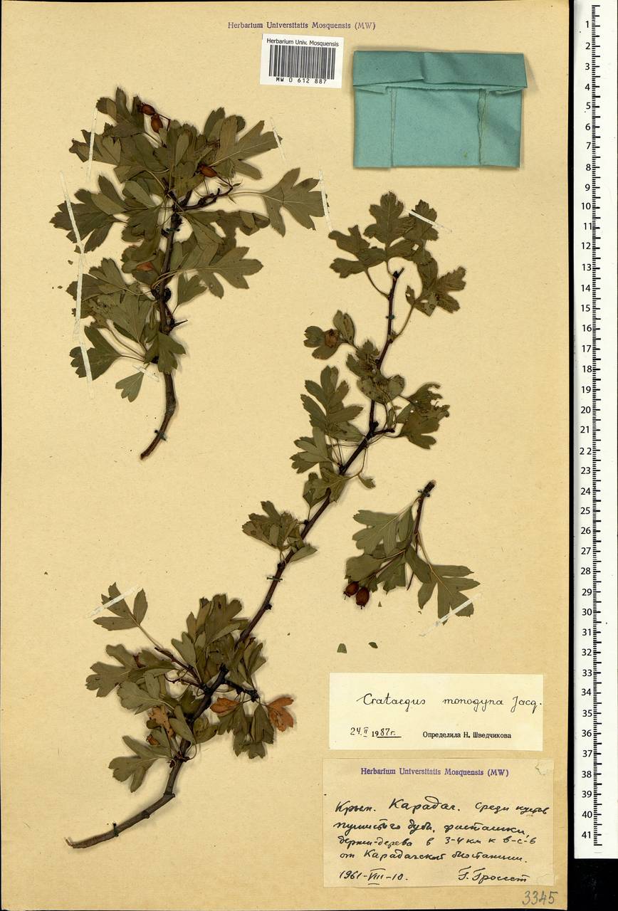 Crataegus monogyna Jacq., Crimea (KRYM) (Russia)