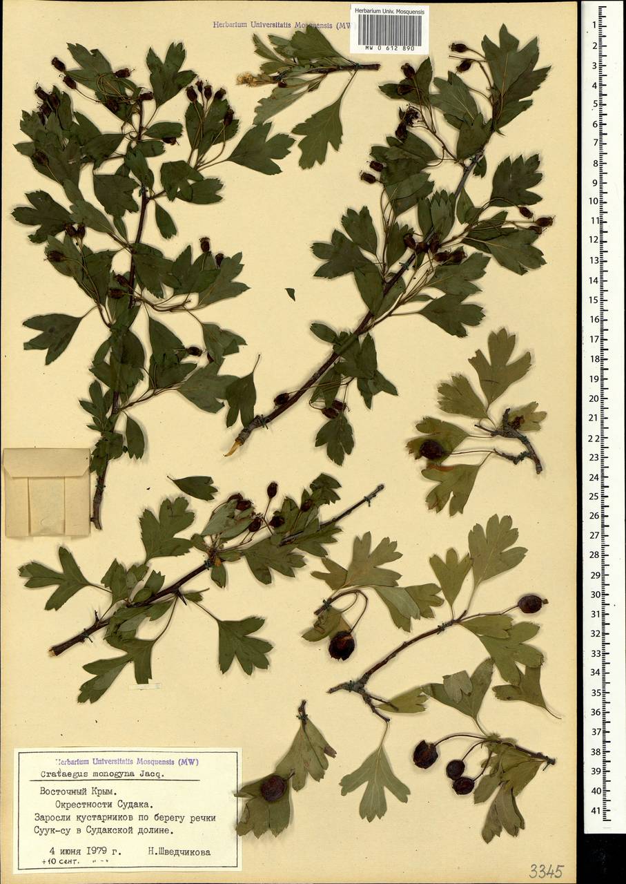 Crataegus monogyna Jacq., Crimea (KRYM) (Russia)