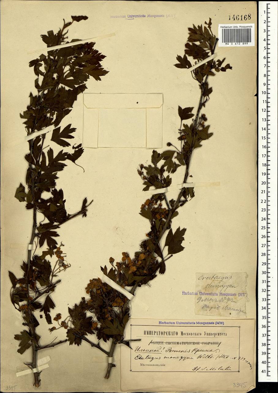 Crataegus monogyna Jacq., Crimea (KRYM) (Russia)