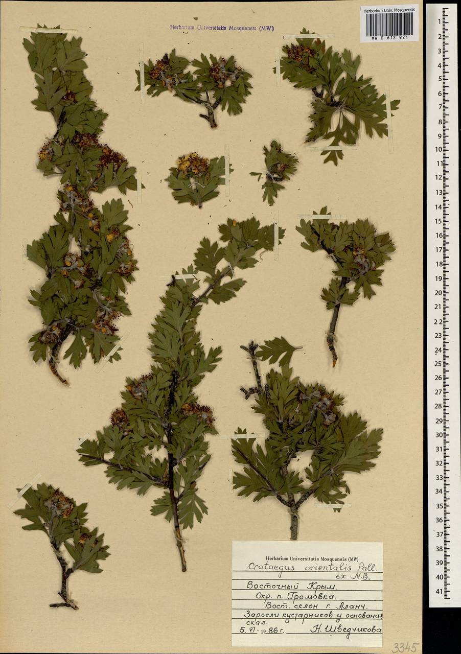 Crataegus orientalis Pall. ex M. Bieb., Crimea (KRYM) (Russia)