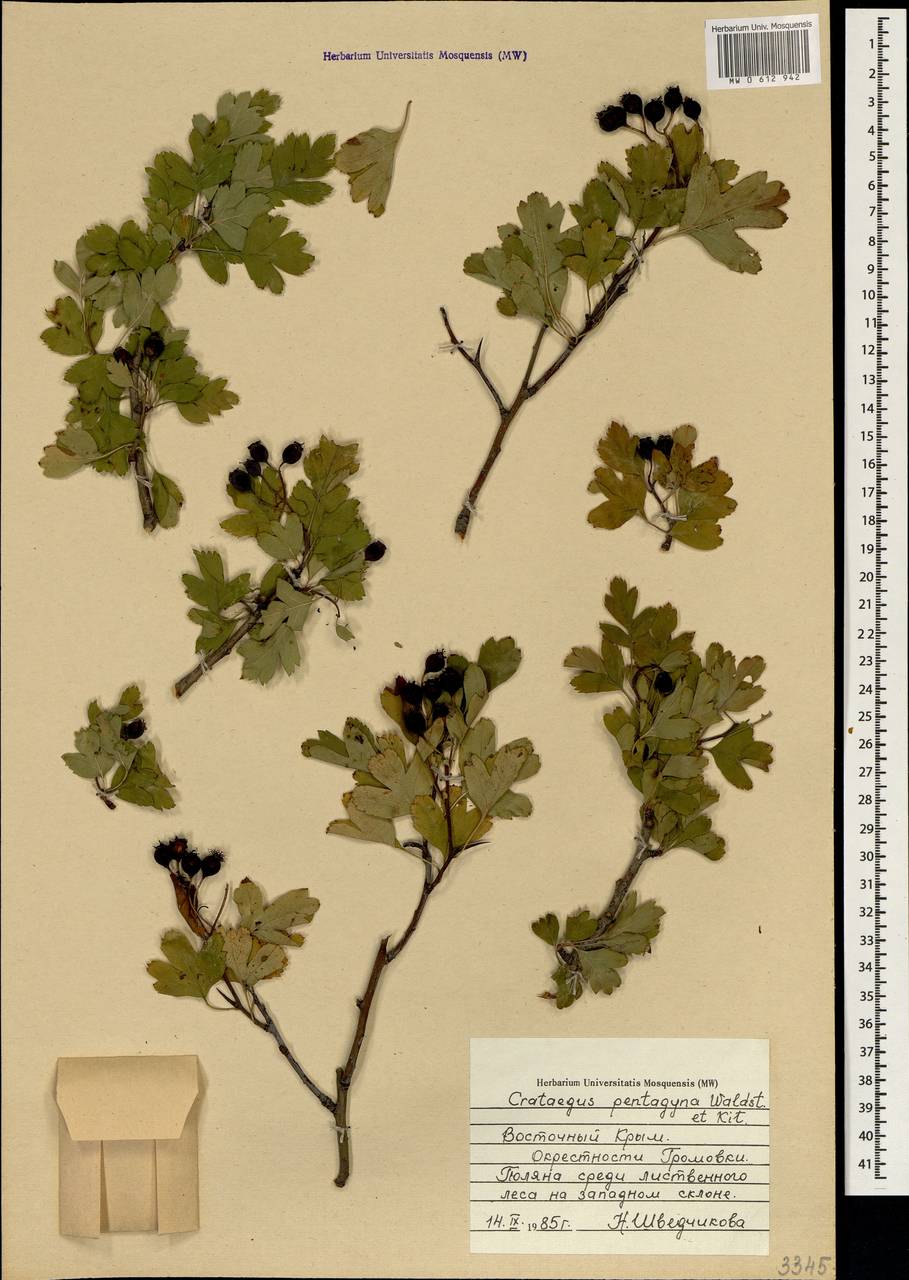 Crataegus pentagyna Waldst. & Kit. ex Willd., Crimea (KRYM) (Russia)