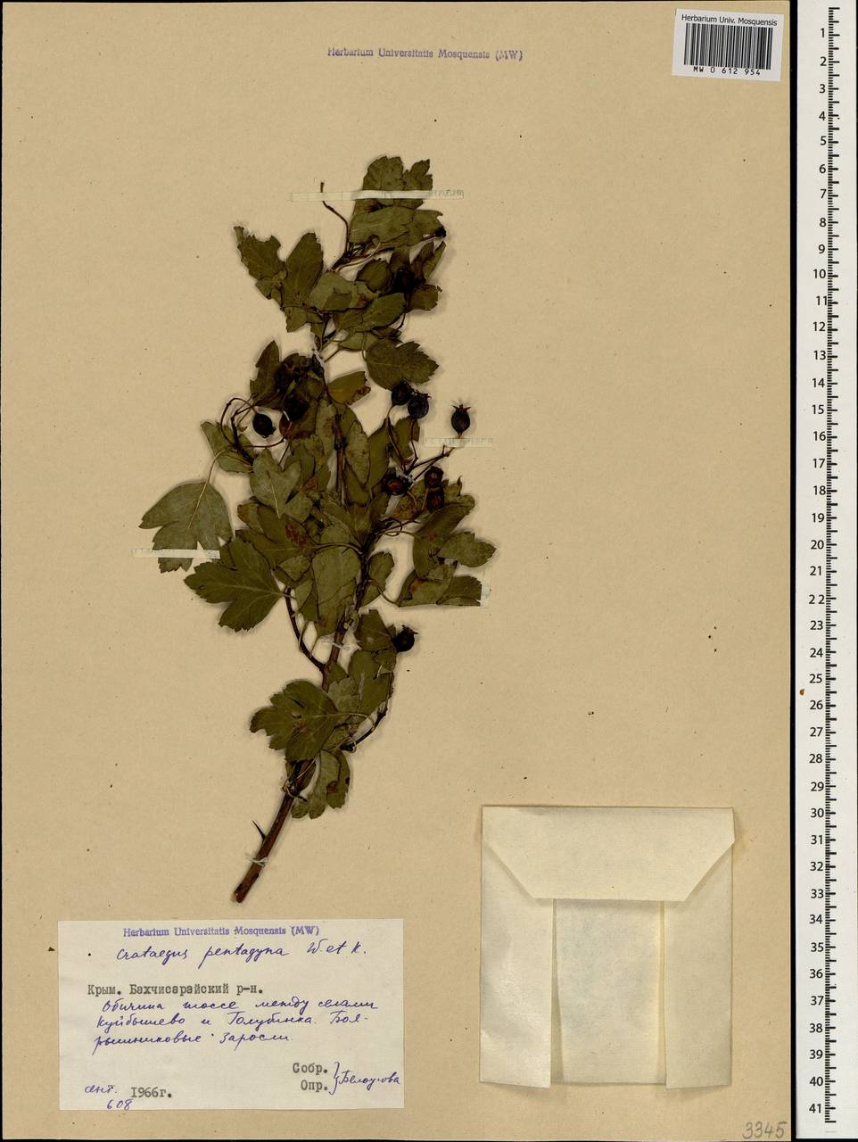 Crataegus pentagyna Waldst. & Kit. ex Willd., Crimea (KRYM) (Russia)