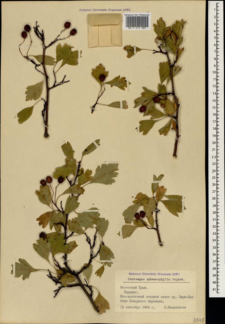 Crataegus sphaenophylla Pojark., Crimea (KRYM) (Russia)