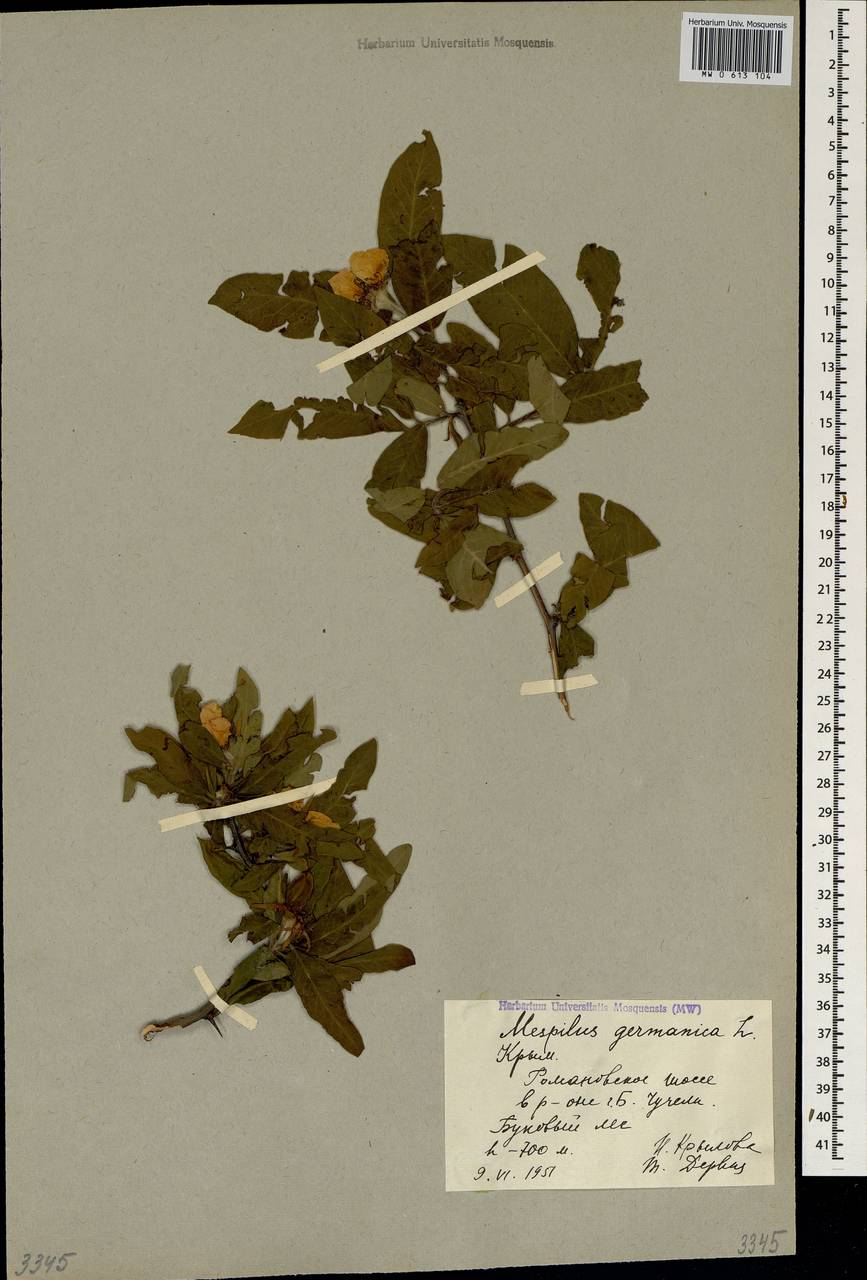 Mespilus germanica L., Crimea (KRYM) (Russia)