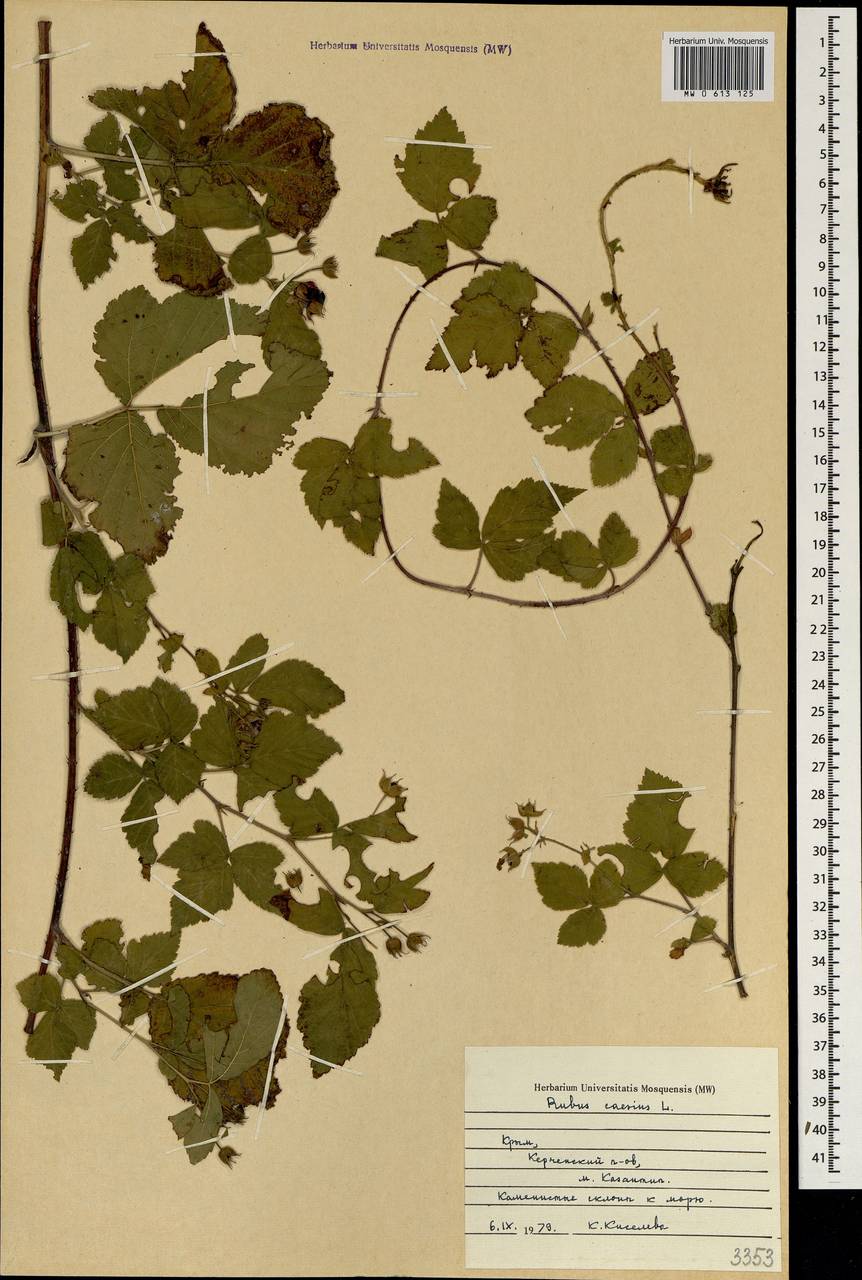 Rubus caesius L., Crimea (KRYM) (Russia)