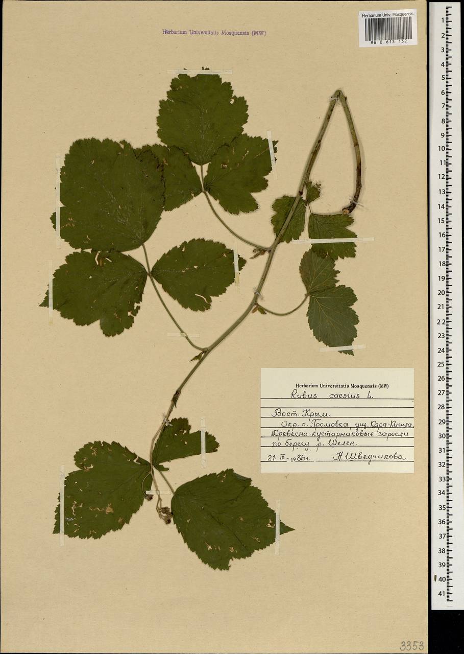 Rubus caesius L., Crimea (KRYM) (Russia)