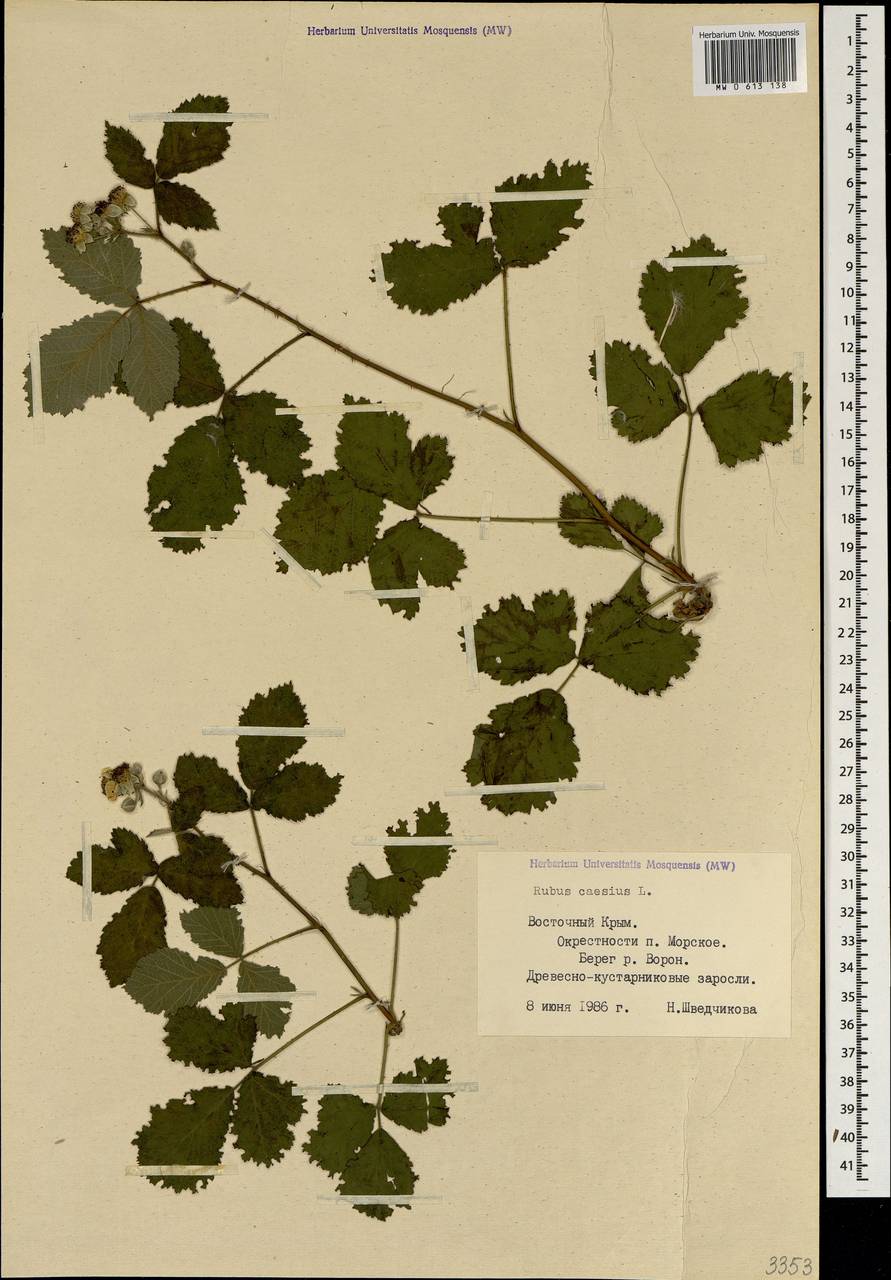 Rubus caesius L., Crimea (KRYM) (Russia)