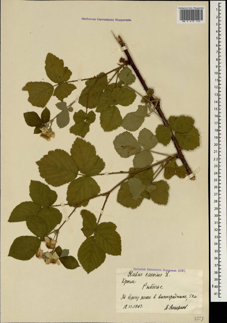 Rubus caesius L., Crimea (KRYM) (Russia)