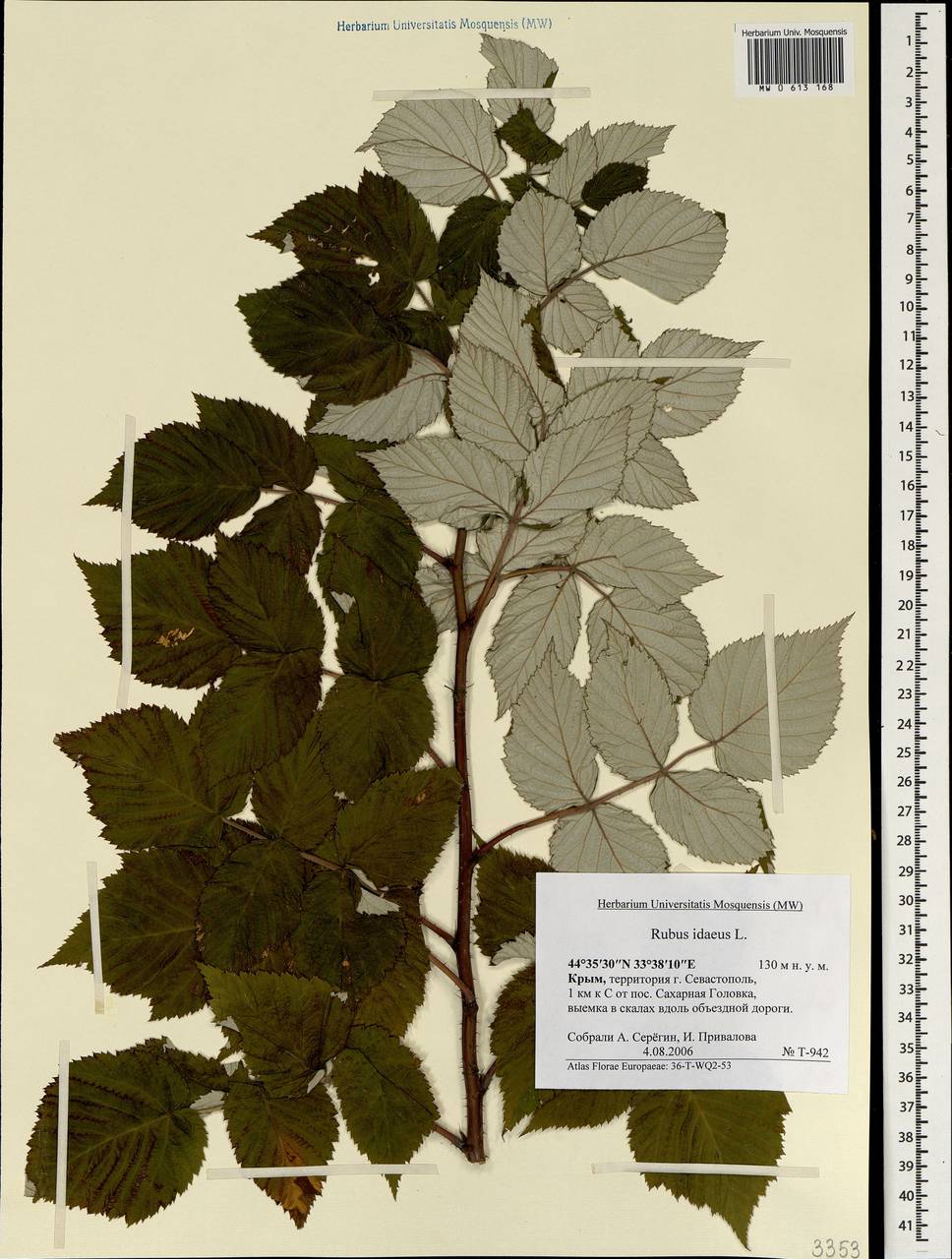 Rubus idaeus L., Crimea (KRYM) (Russia)