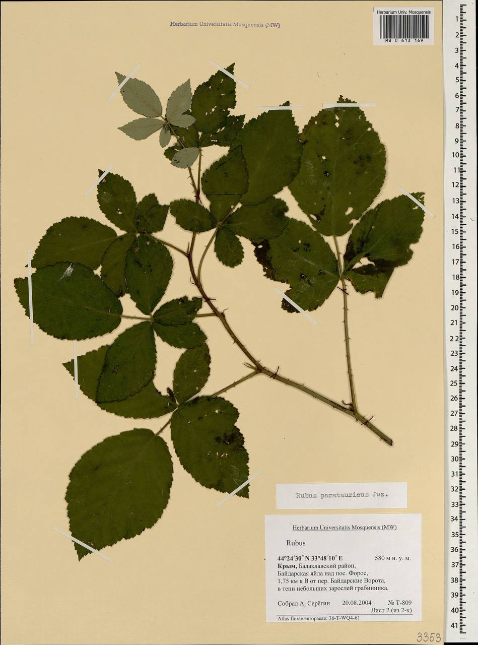 Rubus discernendus (Sudre) Sudre, Crimea (KRYM) (Russia)