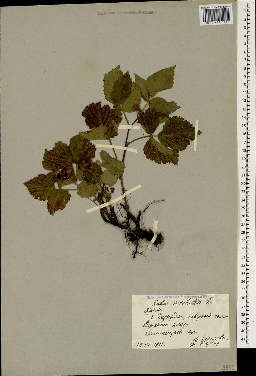 Rubus saxatilis L., Crimea (KRYM) (Russia)