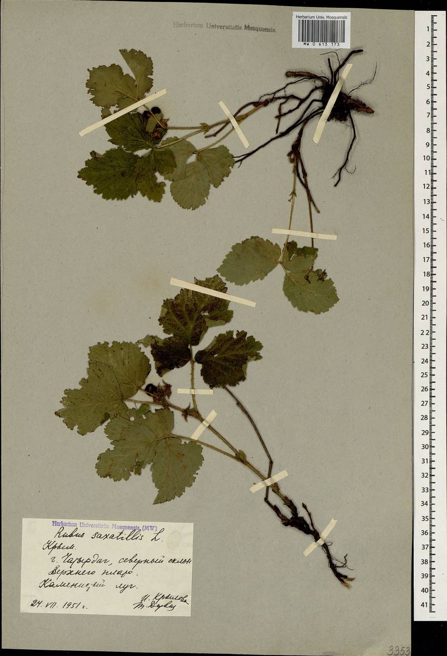 Rubus saxatilis L., Crimea (KRYM) (Russia)