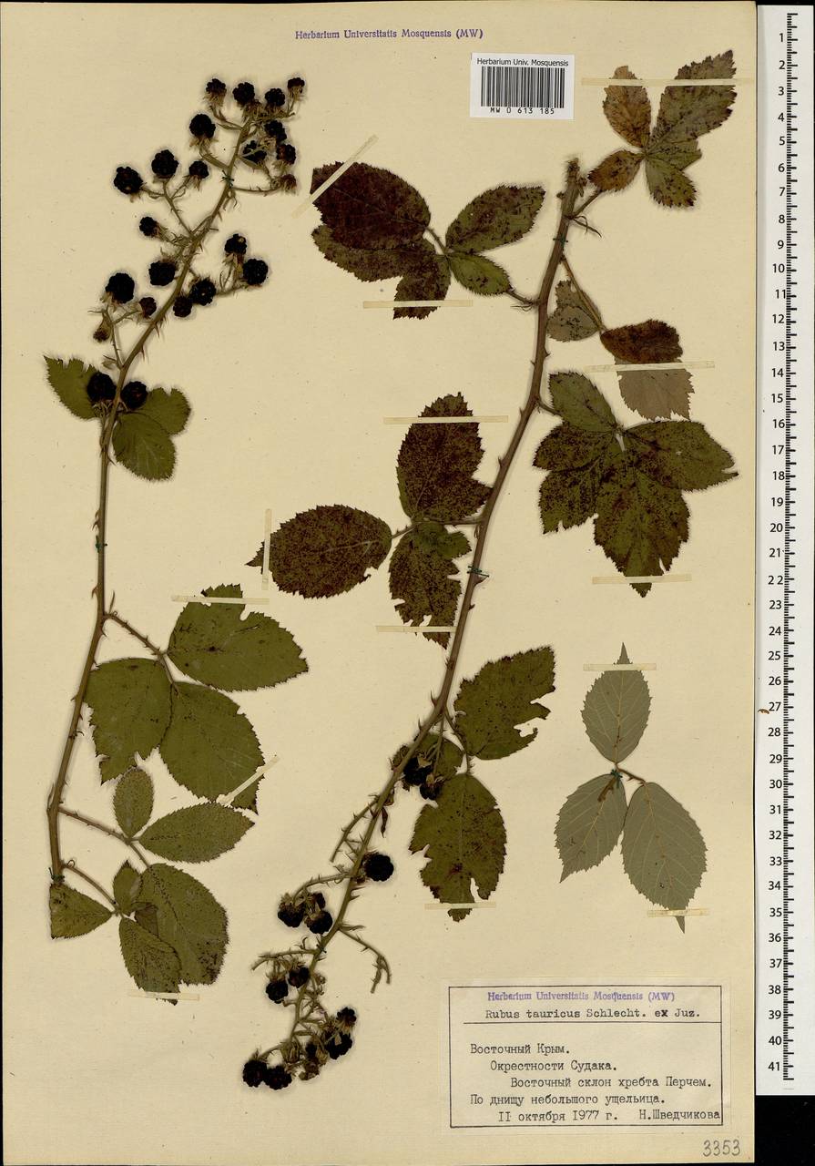 Rubus tauricus, Crimea (KRYM) (Russia)