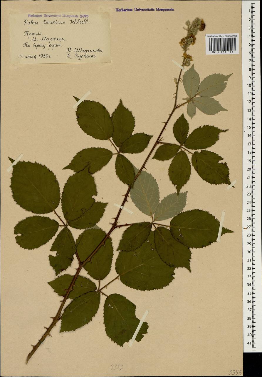 Rubus tauricus, Crimea (KRYM) (Russia)