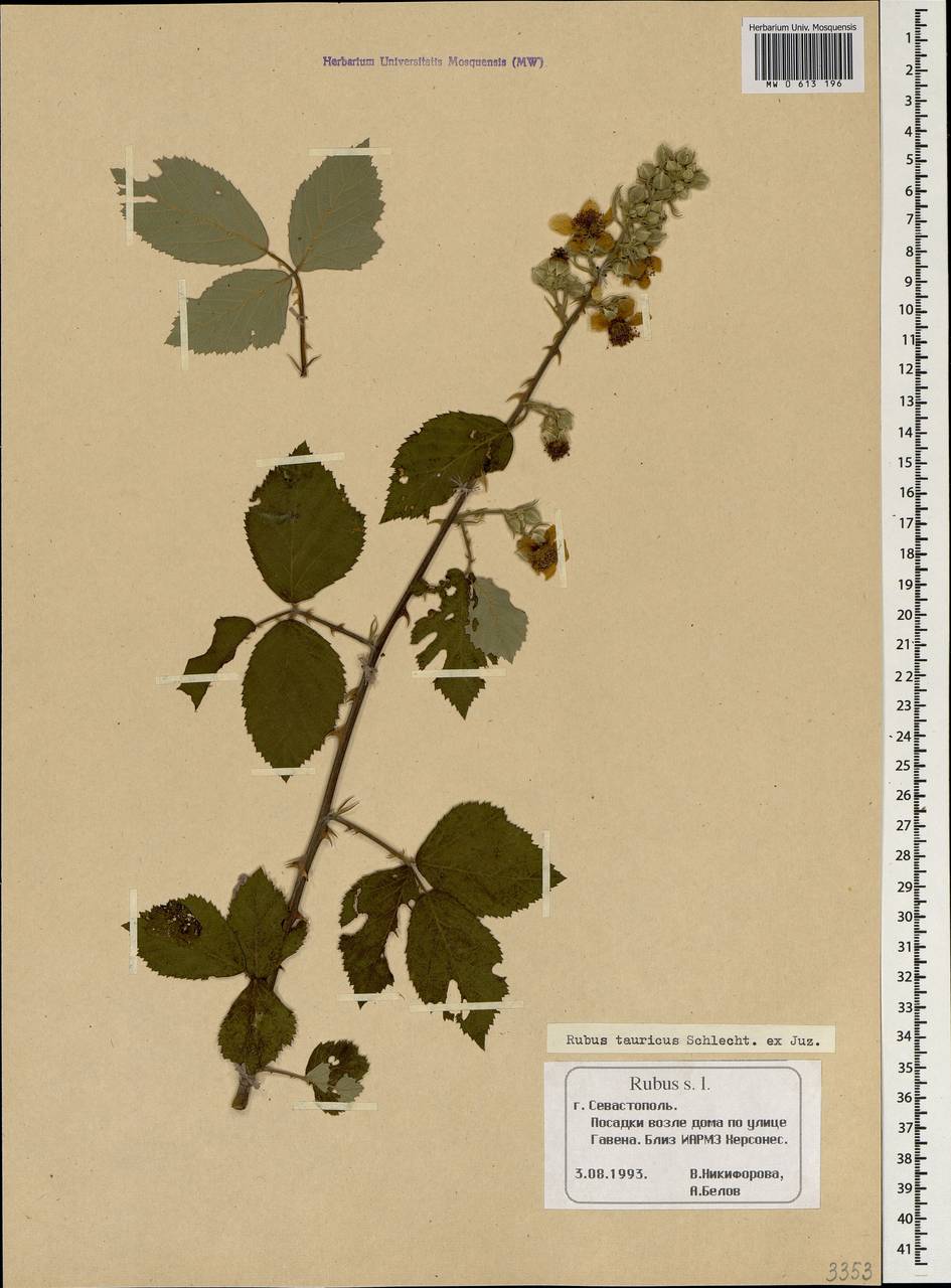 Rubus tauricus, Crimea (KRYM) (Russia)