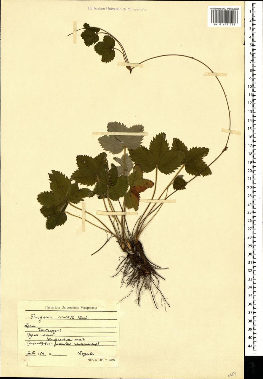 Fragaria viridis Duchesne, Crimea (KRYM) (Russia)