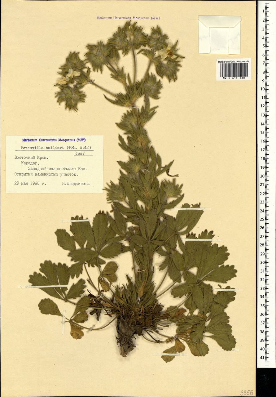Potentilla astracanica subsp. callieri (Th. Wolf) Soják, Crimea (KRYM) (Russia)