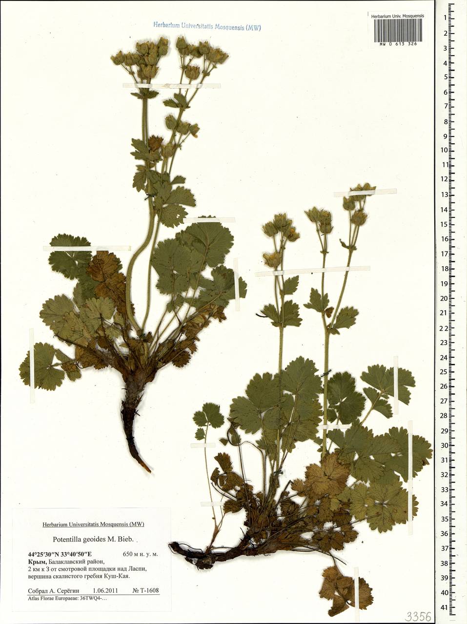 Drymocallis geoides (M.Bieb.) Soják, Crimea (KRYM) (Russia)