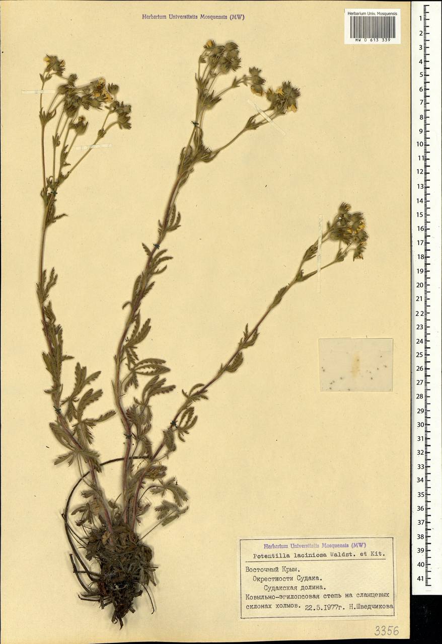 Potentilla recta subsp. laciniosa (Kit. ex Nestler) Nyman, Crimea (KRYM) (Russia)