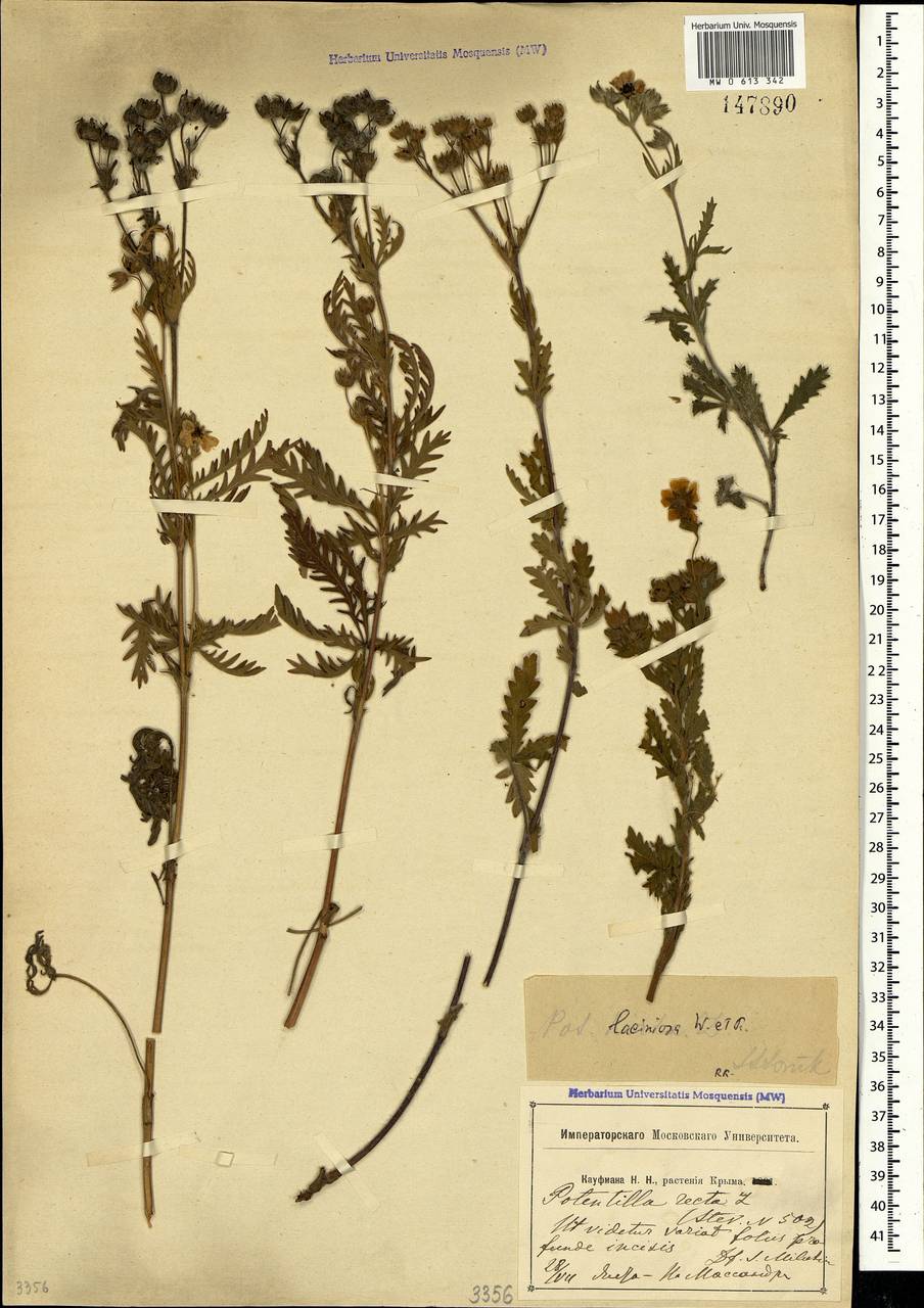 Potentilla recta subsp. laciniosa (Kit. ex Nestler) Nyman, Crimea (KRYM) (Russia)