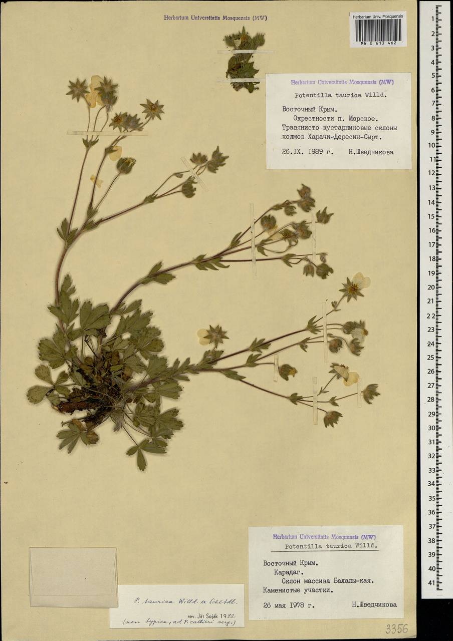 Potentilla taurica Willd. ex Schltdl., Crimea (KRYM) (Russia)