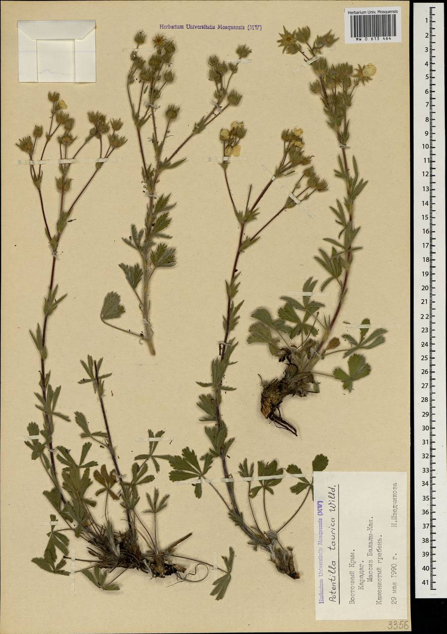 Potentilla taurica Willd. ex Schltdl., Crimea (KRYM) (Russia)