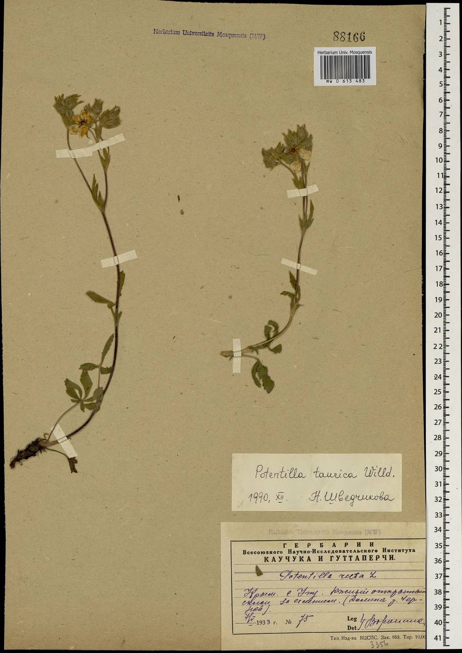 Potentilla taurica Willd. ex D. F. K. Schltdl., Crimea (KRYM) (Russia)