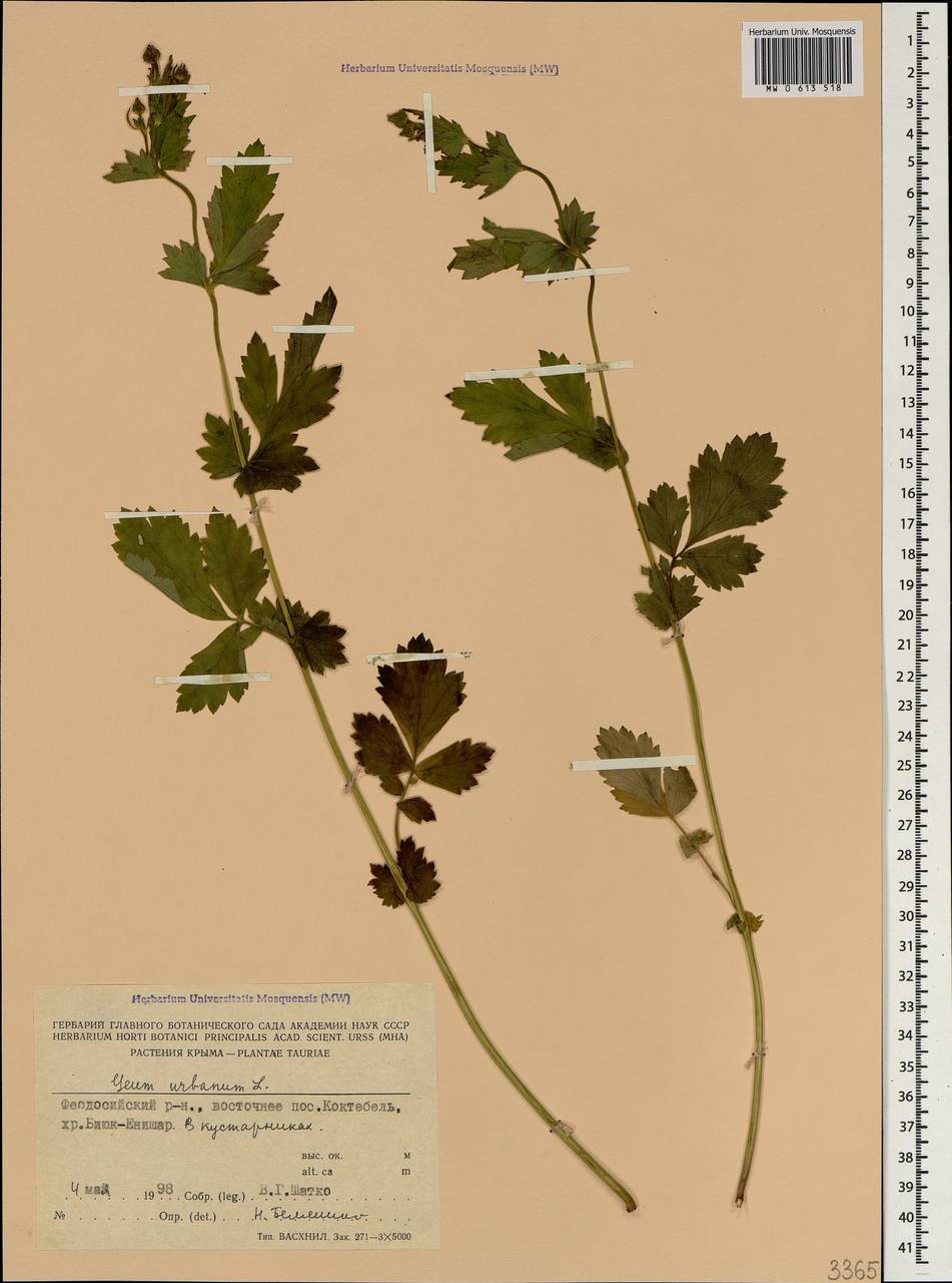 Geum urbanum L., Crimea (KRYM) (Russia)
