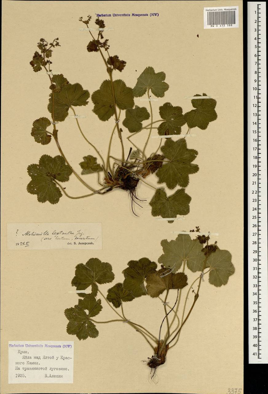 Alchemilla tytthantha Juz., Crimea (KRYM) (Russia)