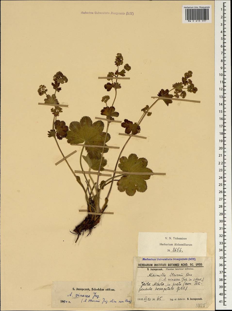 Alchemilla vinacea Juz., Crimea (KRYM) (Russia)
