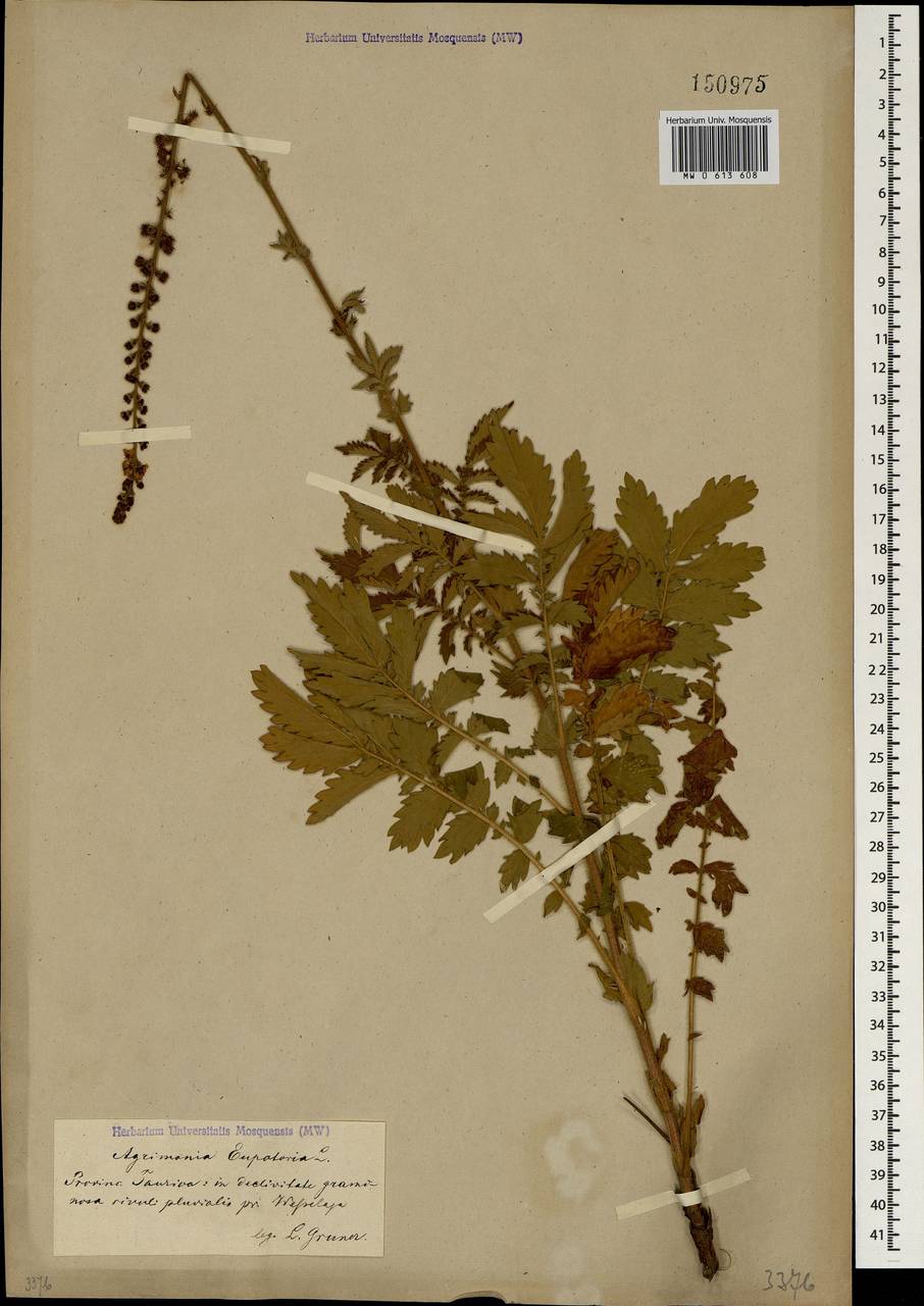 Agrimonia eupatoria L., Crimea (KRYM) (Russia)