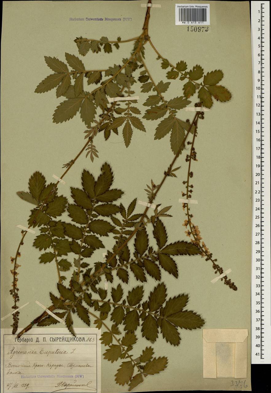 Agrimonia eupatoria L., Crimea (KRYM) (Russia)