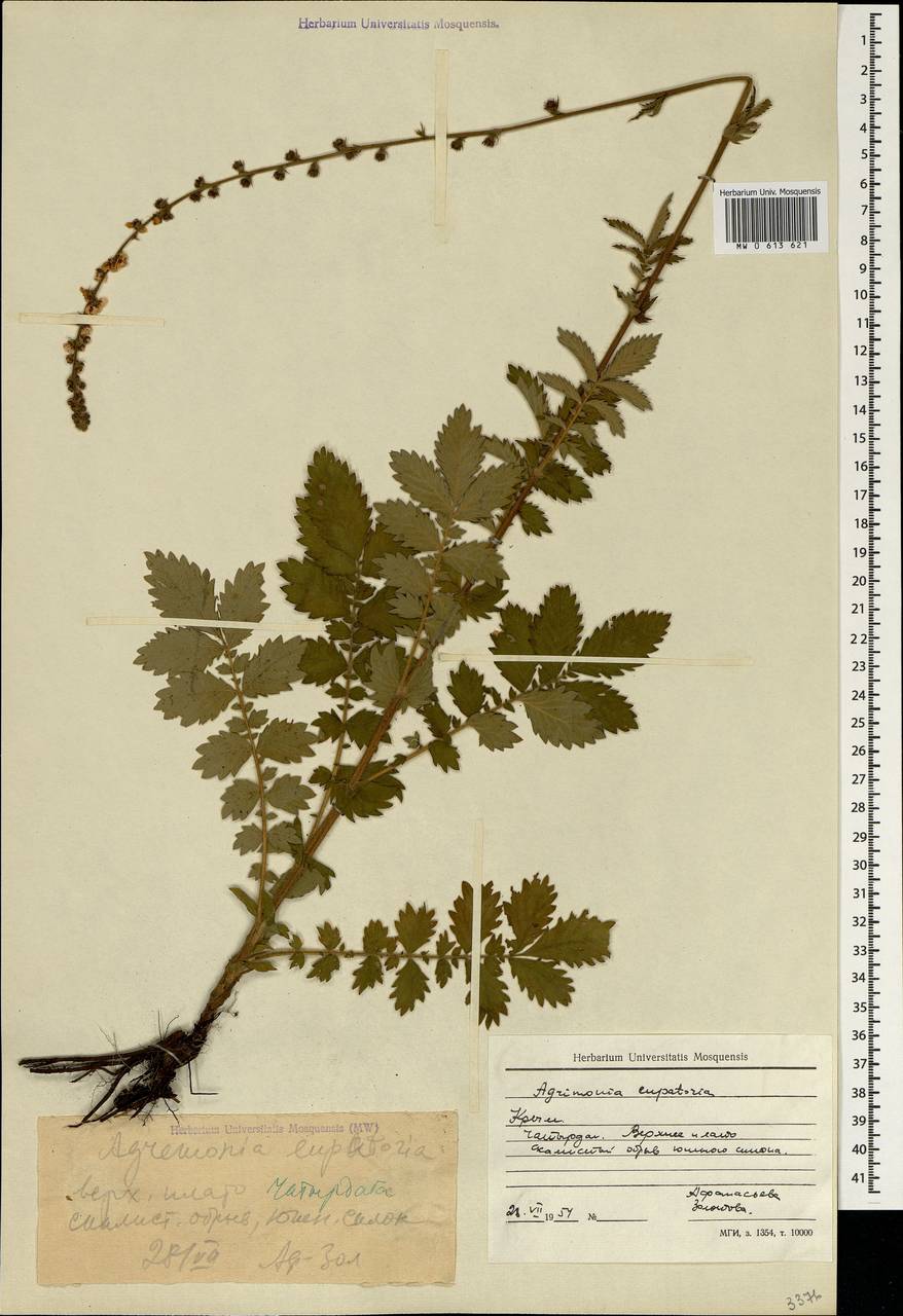 Agrimonia eupatoria L., Crimea (KRYM) (Russia)