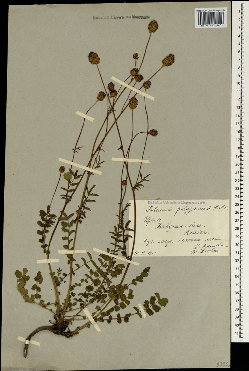 Poterium sanguisorba subsp. polygamum (Waldst. & Kit.) Asch. & Graebn., Crimea (KRYM) (Russia)