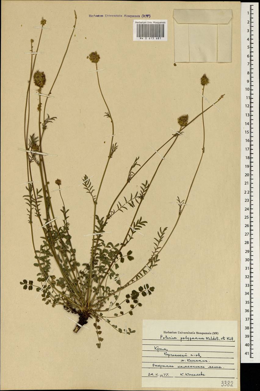 Poterium sanguisorba subsp. polygamum (Waldst. & Kit.) Asch. & Graebn., Crimea (KRYM) (Russia)