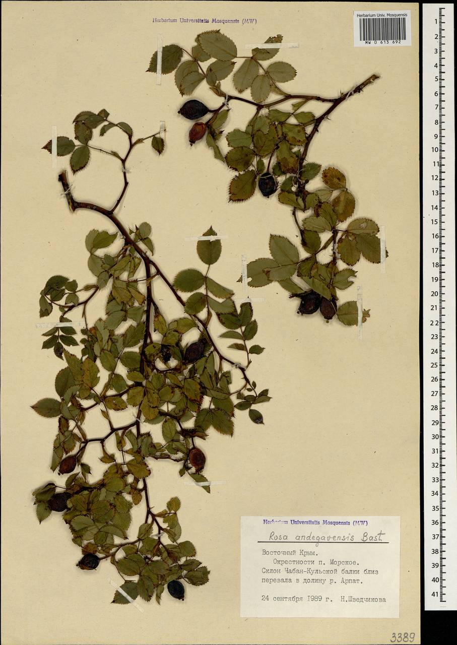 Rosa × andegavensis Bastard, Crimea (KRYM) (Russia)