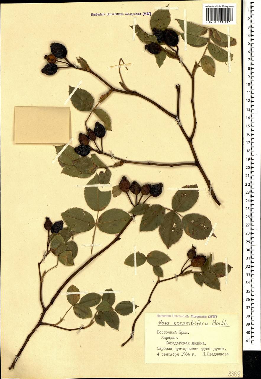 Rosa corymbifera Borkh., Crimea (KRYM) (Russia)