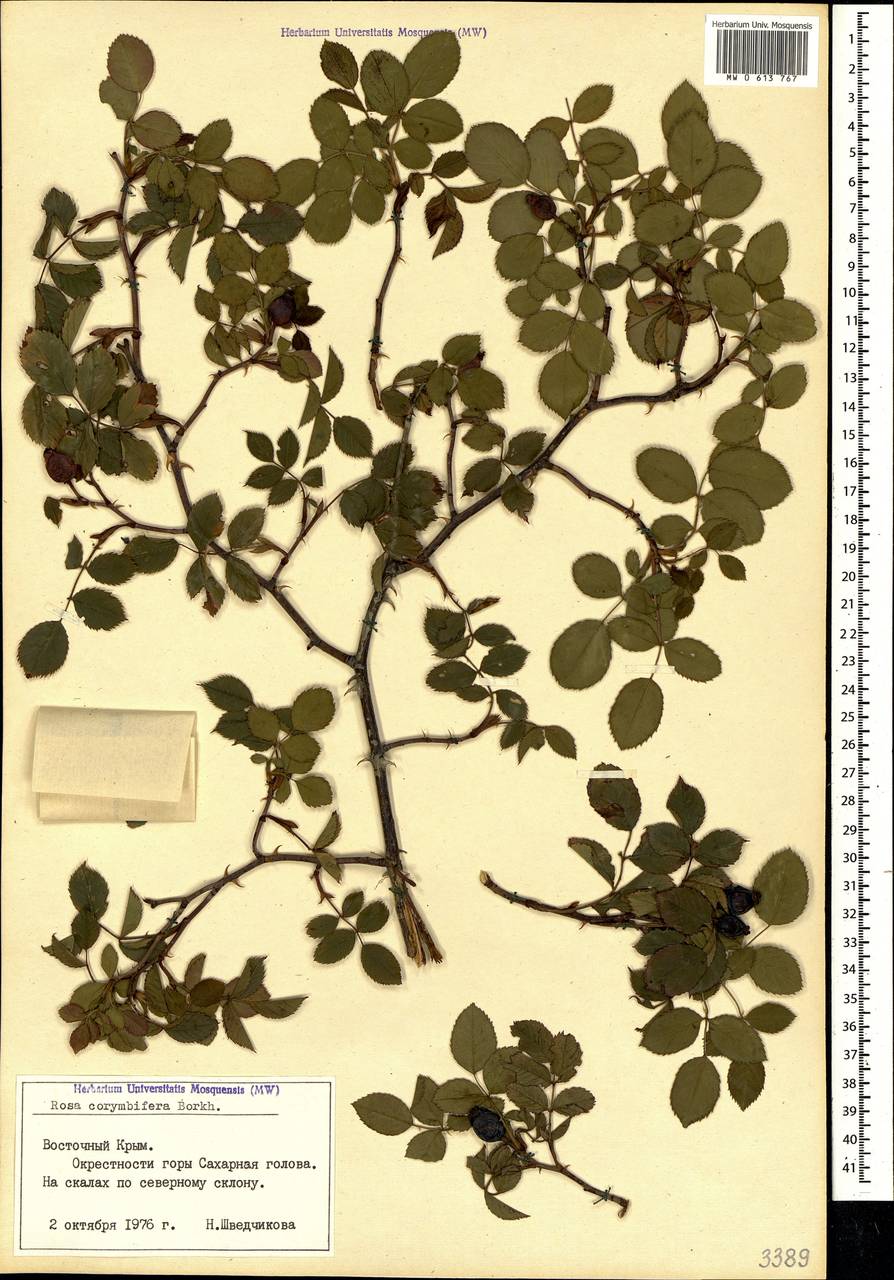 Rosa corymbifera Borkh., Crimea (KRYM) (Russia)