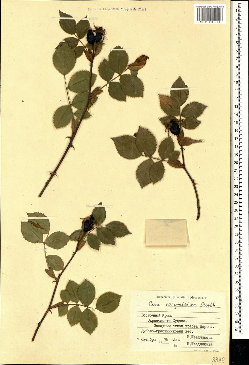Rosa corymbifera Borkh., Crimea (KRYM) (Russia)
