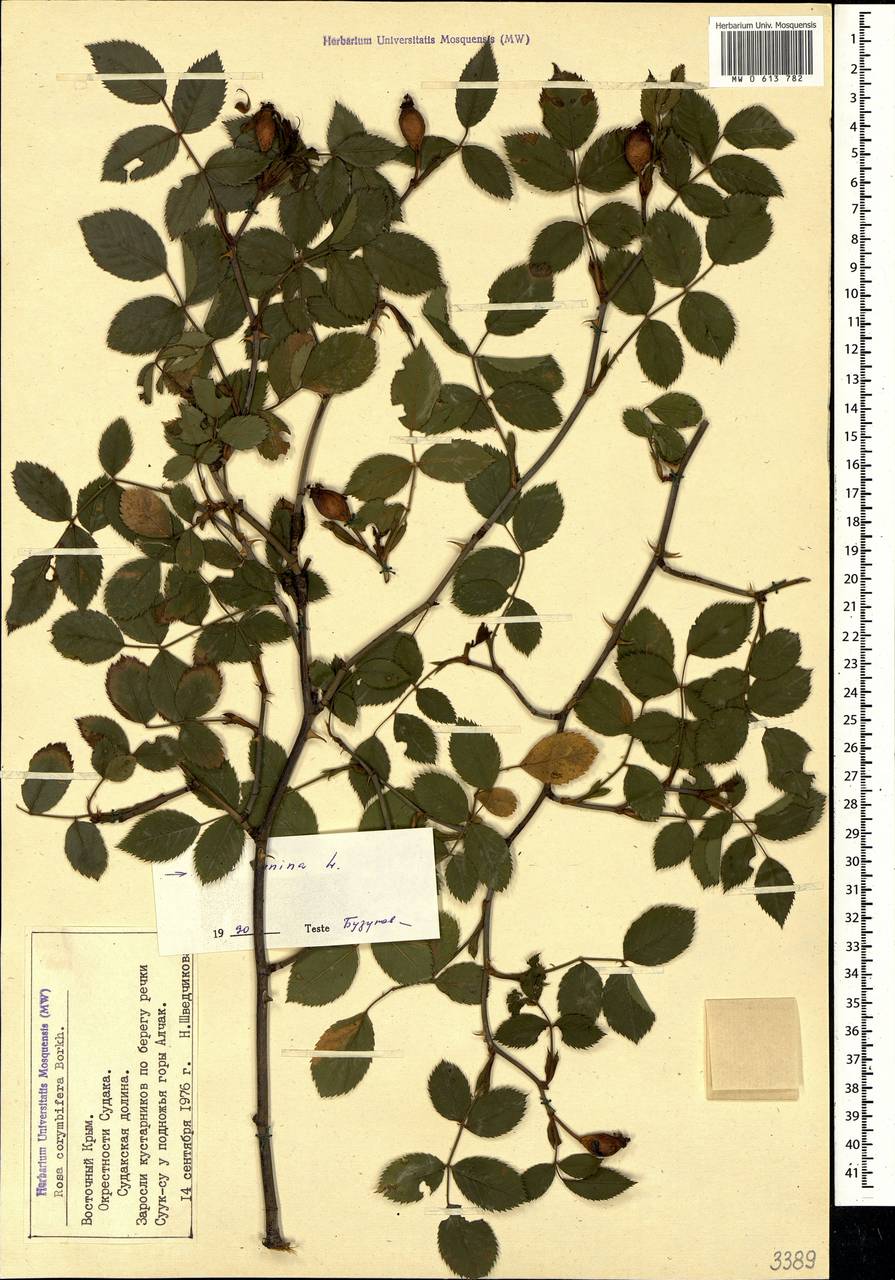 Rosa corymbifera Borkh., Crimea (KRYM) (Russia)