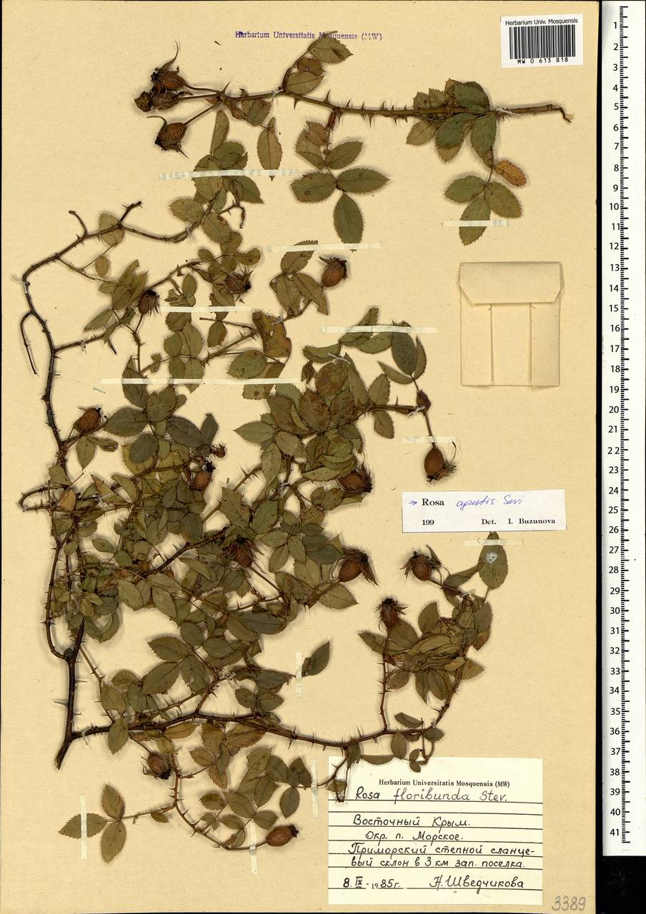 Rosa agrestis Savi, Crimea (KRYM) (Russia)