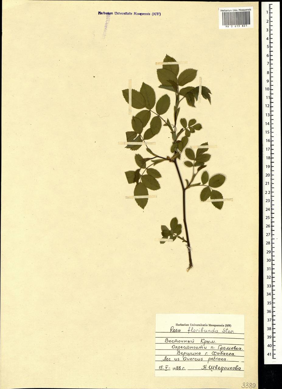 Rosa agrestis Savi, Crimea (KRYM) (Russia)