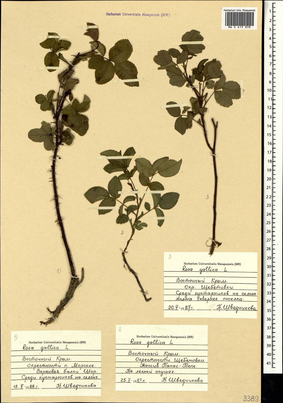 Rosa gallica L., Crimea (KRYM) (Russia)