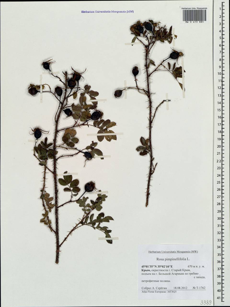 Rosa spinosissima L., Crimea (KRYM) (Russia)