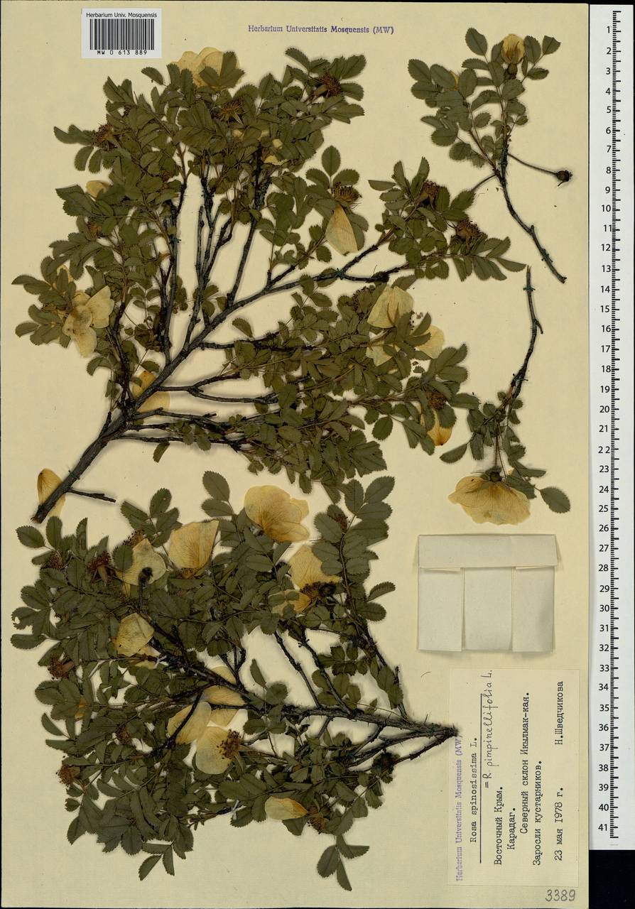 Rosa spinosissima L., Crimea (KRYM) (Russia)