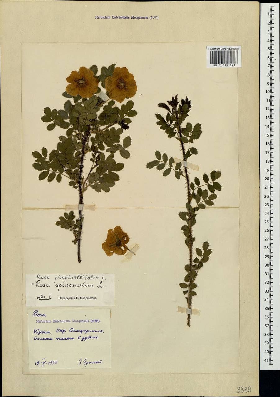 Rosa spinosissima L., Crimea (KRYM) (Russia)